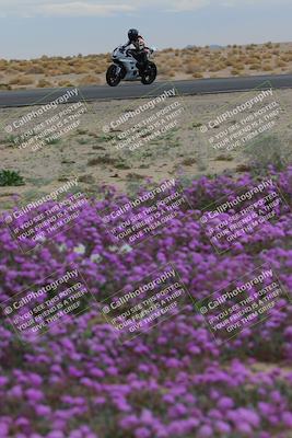 media/Jan-14-2023-SoCal Trackdays (Sat) [[497694156f]]/Turn 14 Exit Bloomig (145pm)/